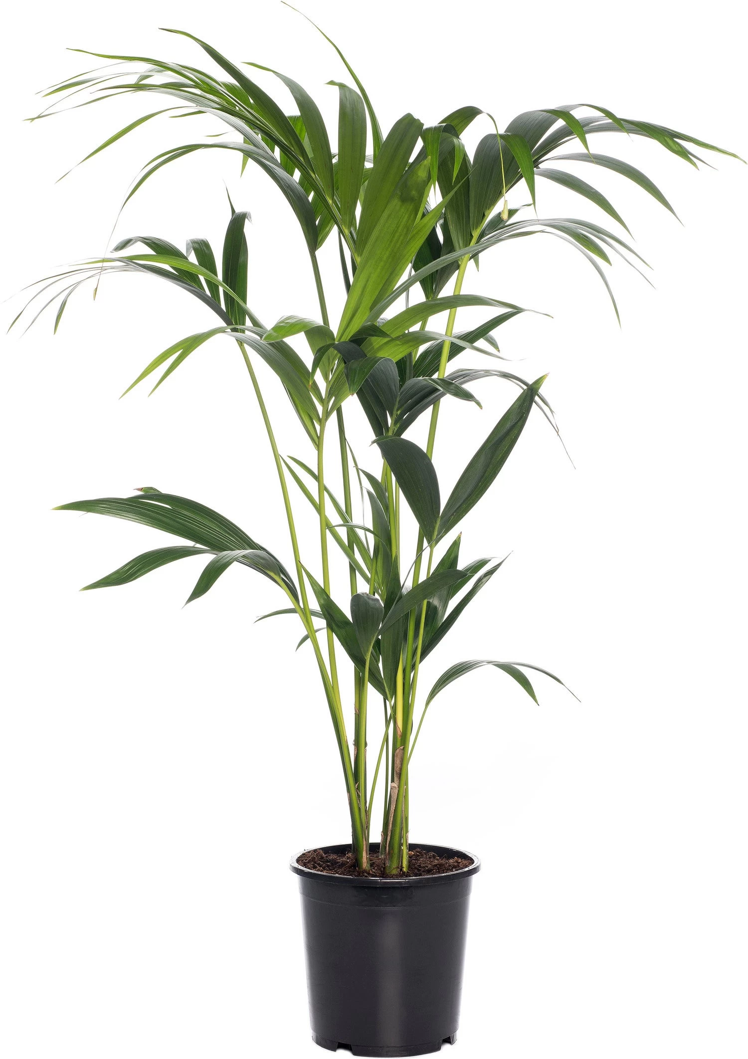 Kentiapalm (Howea Forsteriana) D 21 H 110 Cm 1 Kentiapalm (Howea Forsteriana) D 21 H 110 Cm