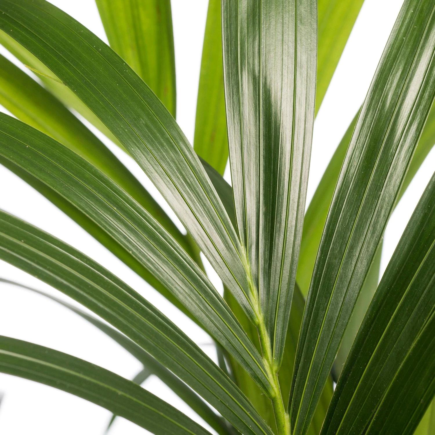 Kentiapalm (Howea Forsteriana) D 21 H 110 Cm 2 Kentiapalm (Howea Forsteriana) D 21 H 110 Cm - Afbeelding 2