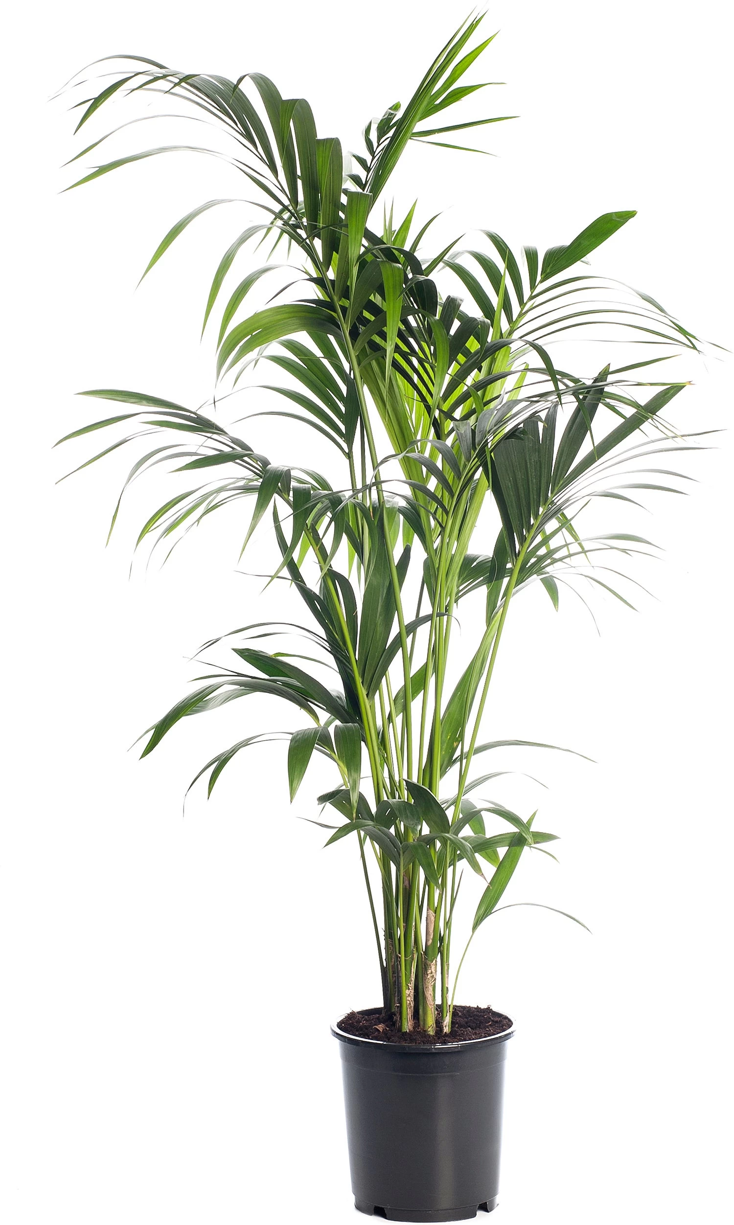 Kentiapalm (Howea Forsteriana) D 24 H 140 Cm 1 Kentiapalm (Howea Forsteriana) D 24 H 140 Cm