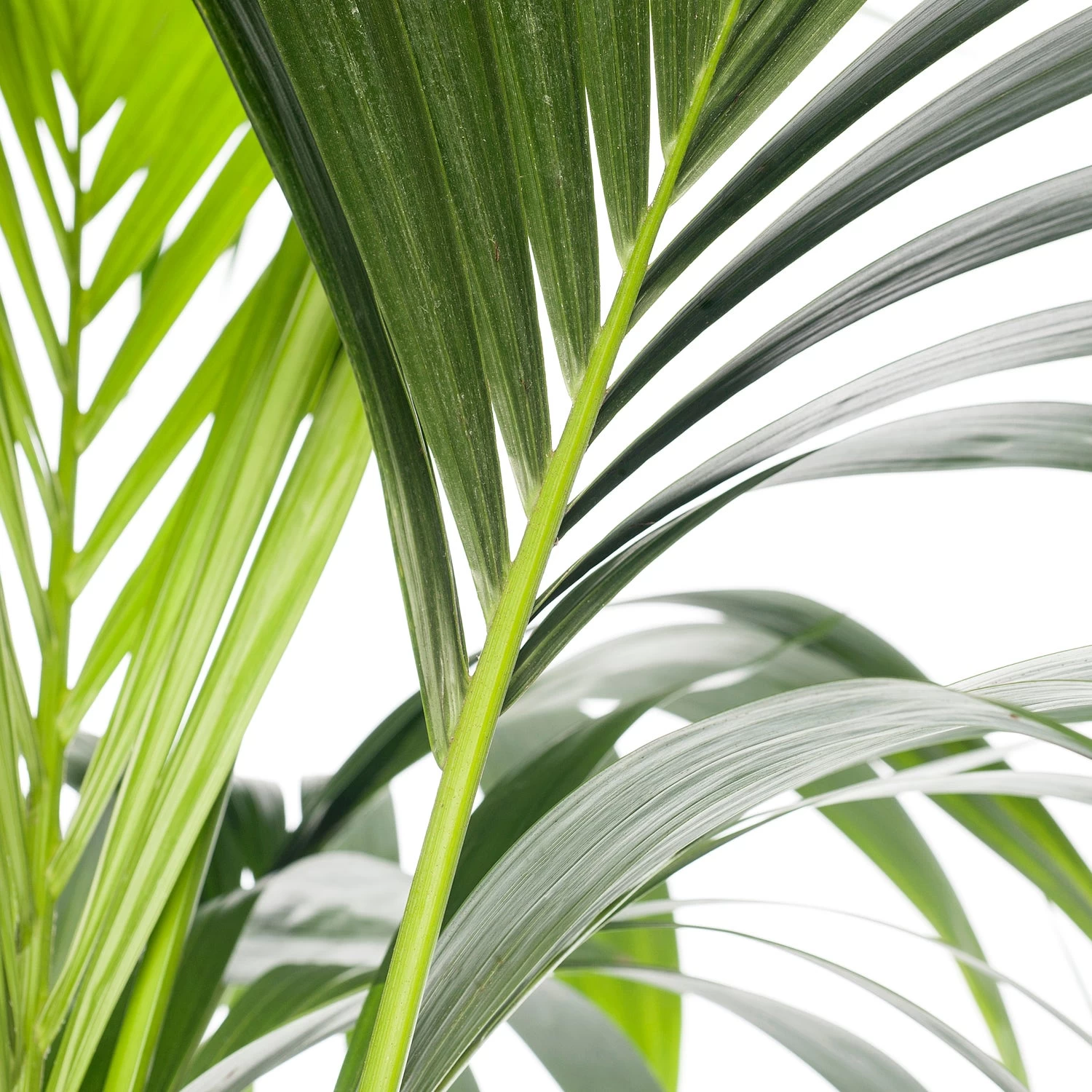 Kentiapalm (Howea Forsteriana) D 24 H 140 Cm 2 Kentiapalm (Howea Forsteriana) D 24 H 140 Cm - Afbeelding 2