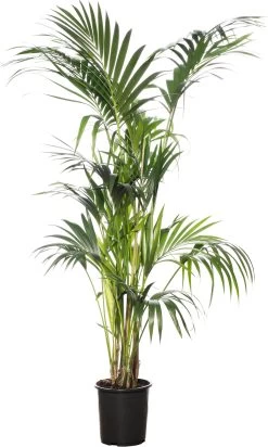 Kentiapalm (Howea Forsteriana) D 27 H 170 Cm