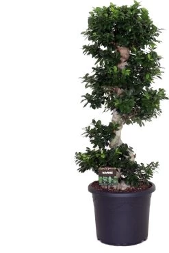 Chinese Vijg (Ficus Microcapra 'Ginseng') D 30 H 60 Cm