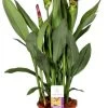 Curcuma (Curcuma 'Splash') D 15 H 55 Cm
