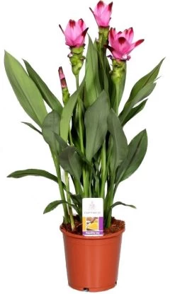 Curcuma (Curcuma 'Splash') D 15 H 55 Cm