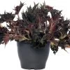 Bladbegonia (Begonia Rex (MC) 'Breakdance') D 26 H 50 Cm