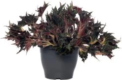Bladbegonia (Begonia Rex (MC) 'Breakdance') D 26 H 50 Cm
