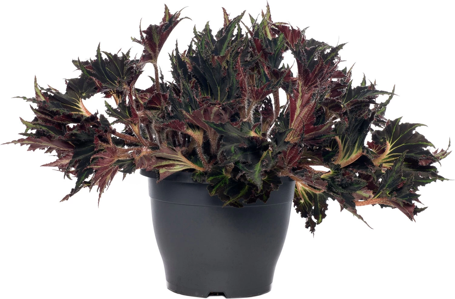 Bladbegonia (Begonia Rex (MC) 'Breakdance') D 26 H 50 Cm 1 Bladbegonia (Begonia Rex (MC) 'Breakdance') D 26 H 50 Cm