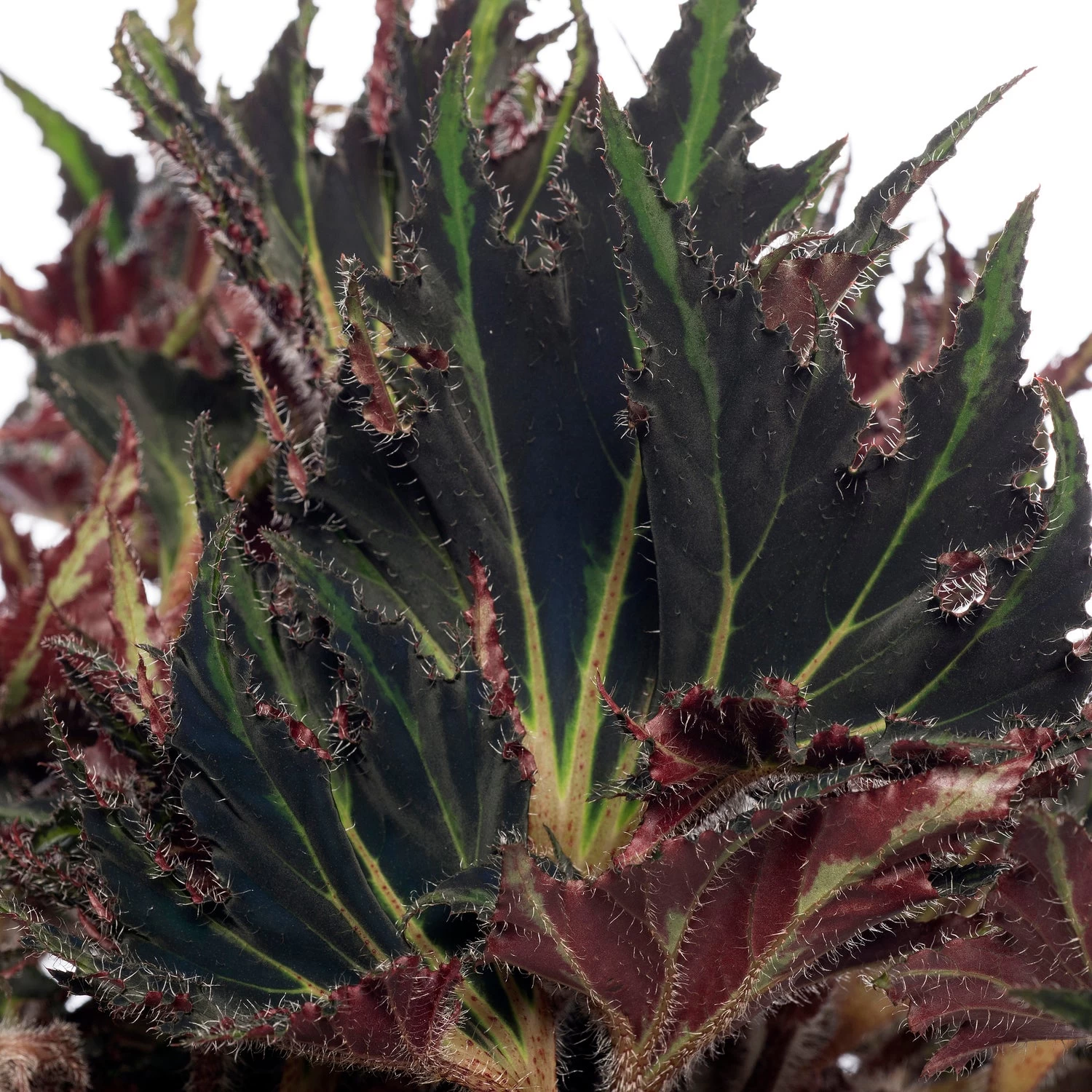 Bladbegonia (Begonia Rex (MC) 'Breakdance') D 26 H 50 Cm 2 Bladbegonia (Begonia Rex (MC) 'Breakdance') D 26 H 50 Cm - Afbeelding 2