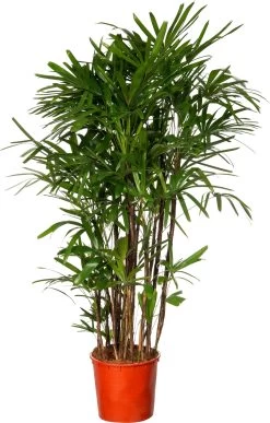 Bamboepalm (Rhapis Excelsa) D 34 H 170 Cm