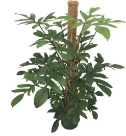 Philodendron (Philodendron Pedatum) D 24 H 120 Cm
