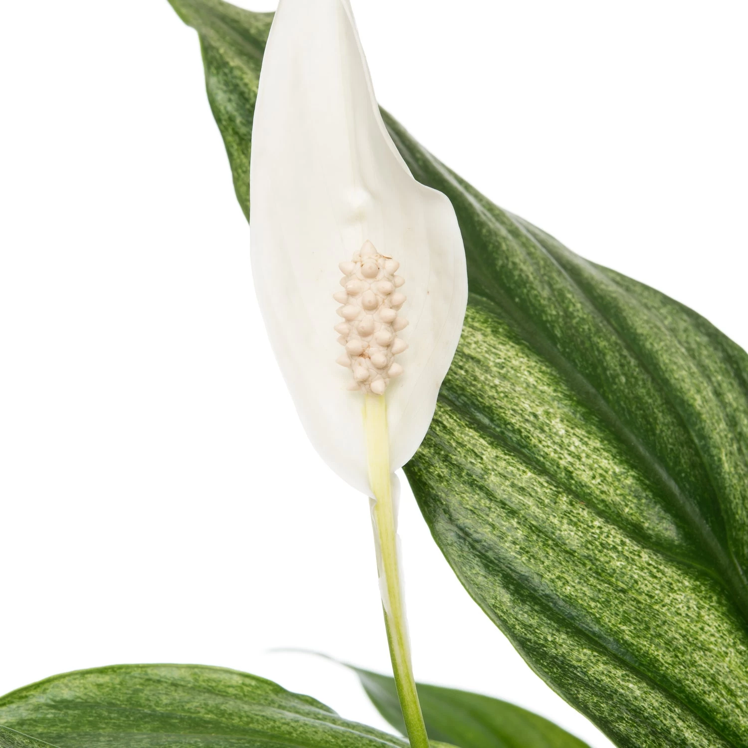 Lepelplant (Spathiphyllum 'Silver Cupido') D 17 H 65 Cm 2 Lepelplant (Spathiphyllum 'Silver Cupido') D 17 H 65 Cm - Afbeelding 2