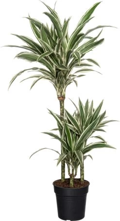Drakenbloedboom (Dracaena Fragrans 'White Stripe') D 21 H 120 Cm