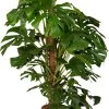 Gatenplant (Monstera Pertusum) D 27 H 150 Cm