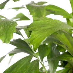 Vissenstaartpalm (Caryota Mitis) D 60 H 260 Cm -Kortingswinkel Voor Kamerplanten 8717263458883 2