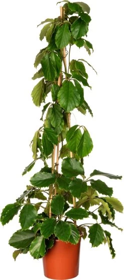 Kastanjedruif (Tetrastigma Voinierianum) D 27 H 160 Cm