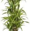 Drakenbloedboom (Dracaena Fragrans 'Lemon Lime') D 24 H 120 Cm