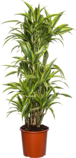 Drakenbloedboom (Dracaena Fragrans 'Lemon Lime') D 24 H 120 Cm