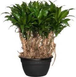 Drakenbloedboom (Dracaena Fragrans (C) 'Compacta') D 26 H 60 Cm