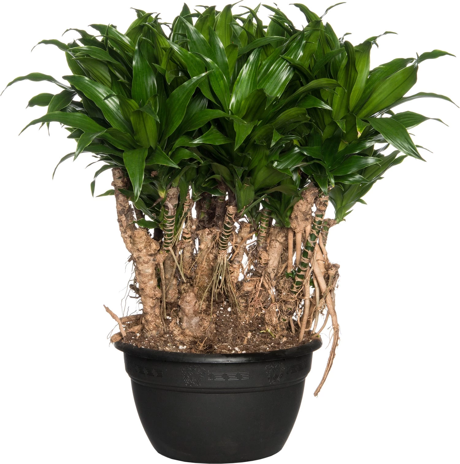 Drakenbloedboom (Dracaena Fragrans (C) 'Compacta') D 26 H 60 Cm 1 Drakenbloedboom (Dracaena Fragrans (C) 'Compacta') D 26 H 60 Cm