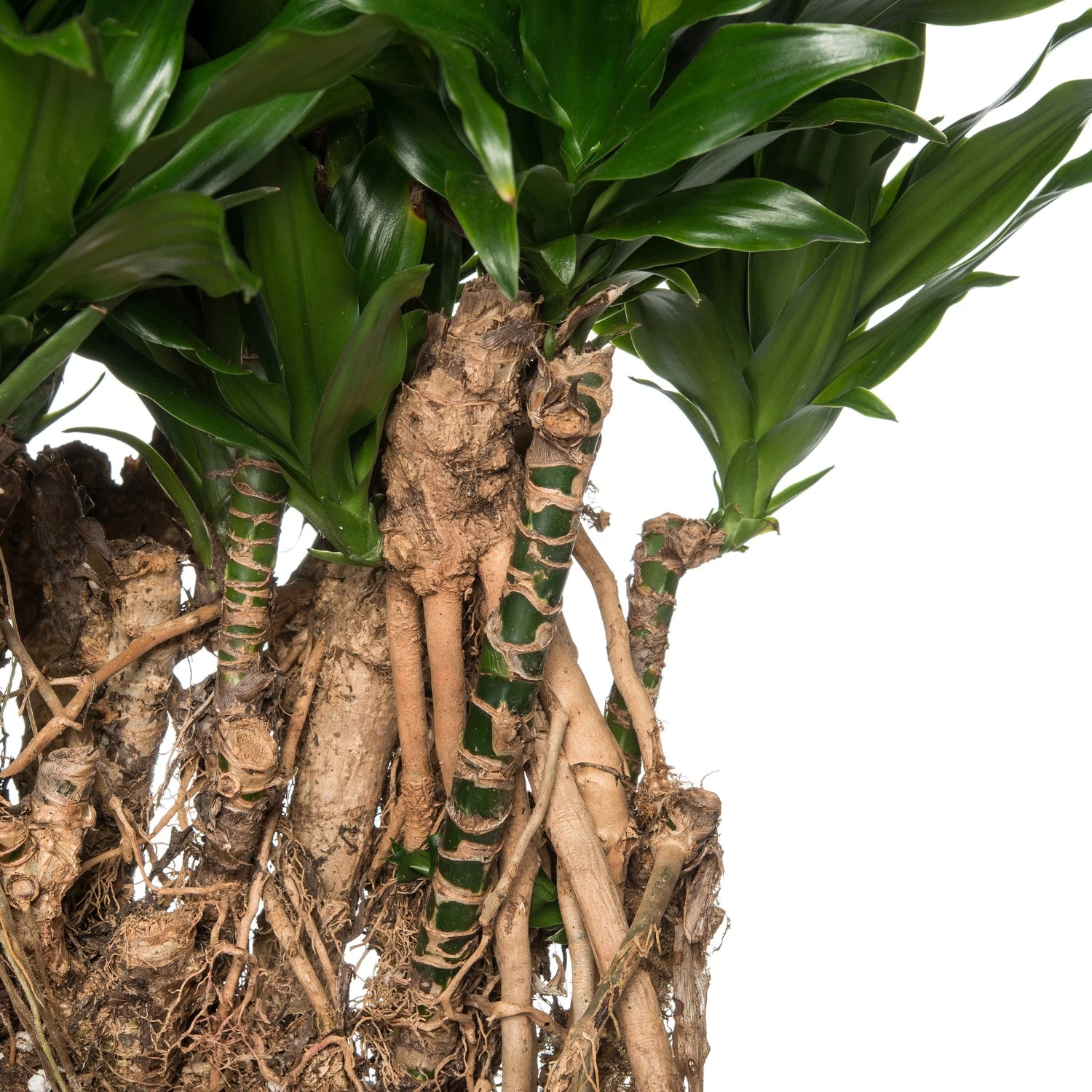 Drakenbloedboom (Dracaena Fragrans (C) 'Compacta') D 26 H 60 Cm 2 Drakenbloedboom (Dracaena Fragrans (C) 'Compacta') D 26 H 60 Cm - Afbeelding 2