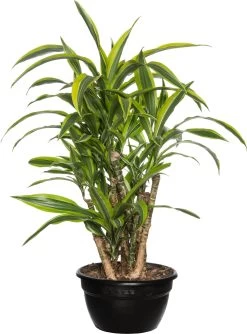 Drakenbloedboom (Dracaena Fragrans 'Lemon Lime') D 26 H 80 Cm