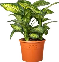 Dieffenbachia (Dieffenbachia Seguine 'Lemon Tropic') D 35 H 110 Cm