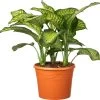 Dieffenbachia (Dieffenbachia Seguine 'Tropic Jewel') D 35 H 130 Cm