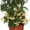 Ardisia (Ardisia Crenata) D 14 H 40 Cm
