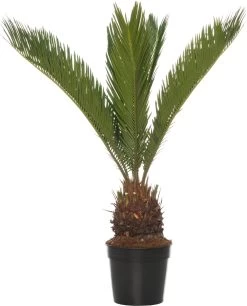 Varenpalm (Cycas Revoluta) D 14 H 50 Cm