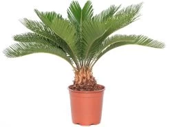 Varenpalm (Cycas Revoluta) D 17 H 65 Cm