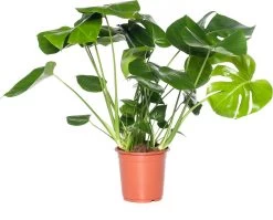 Gatenplant (Monstera Deliciosa) D 19 H 70 Cm
