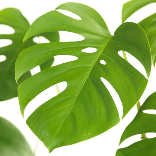 Gatenplant (Monstera Deliciosa) D 19 H 70 Cm 2 Gatenplant (Monstera Deliciosa) D 19 H 70 Cm - Afbeelding 2
