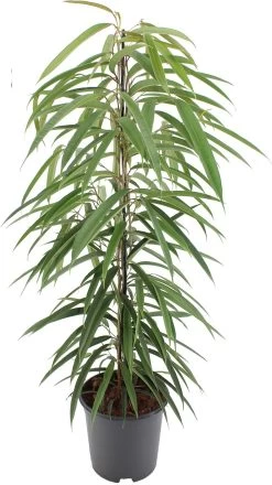 Rubberboom (Ficus Binnendijkii 'Alii') D 21 H 100 Cm