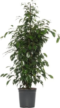 Treurvijg (Ficus Benjamina 'Danielle') D 21 H 105 Cm