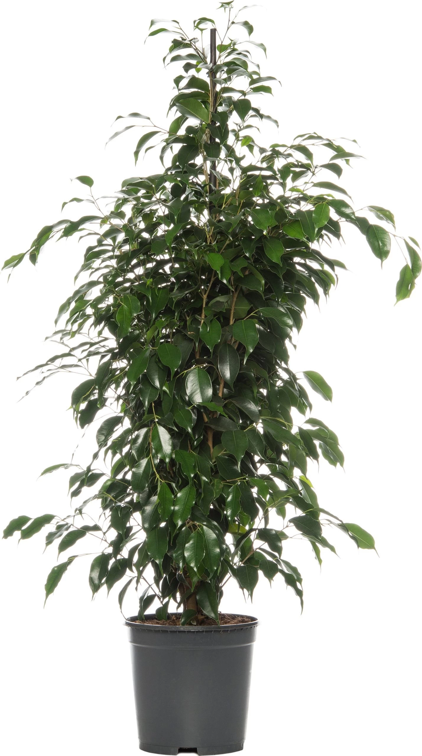 Treurvijg (Ficus Benjamina 'Danielle') D 21 H 105 Cm 1 Treurvijg (Ficus Benjamina 'Danielle') D 21 H 105 Cm