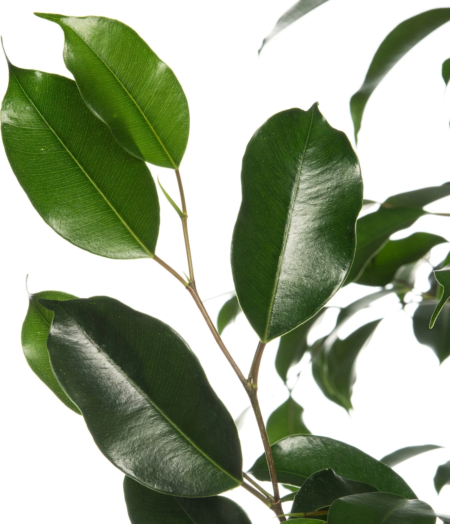 Treurvijg (Ficus Benjamina 'Danielle') D 21 H 105 Cm 2 Treurvijg (Ficus Benjamina 'Danielle') D 21 H 105 Cm - Afbeelding 2
