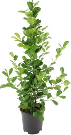Vijgenboom (Ficus Microcarpa 'Moclame') D 21 H 100 Cm