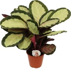 Calathea (Calathea Roseopicta 'Silvia') D 19 H 70 Cm