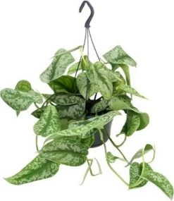 Scindapsus (Scindapsus Pictus 'Trebie') D 15 H 40 Cm