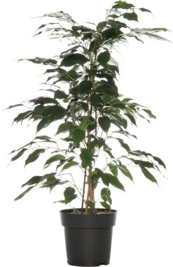 Treurvijg (Ficus Benjamina 'Danielle') D 17 H 70 Cm