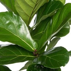 Vioolbladplant (Ficus Lyrata) D 24 H 120 Cm -Kortingswinkel Voor Kamerplanten 8717263461388 2 1