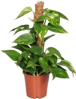 Drakenklimop (Epipremnum Pinnatum 'Aureum') D 15 H 60 Cm