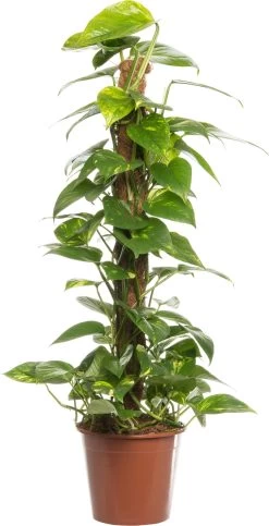 Drakenklimop (Epipremnum 'Aureum') D 19 H 80 Cm