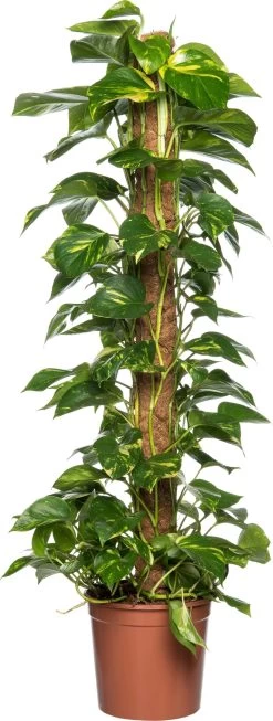 Scindapsus Op Mosstok (Epipremnum Pinnatum 'Aureum') D 27 H 150 Cm