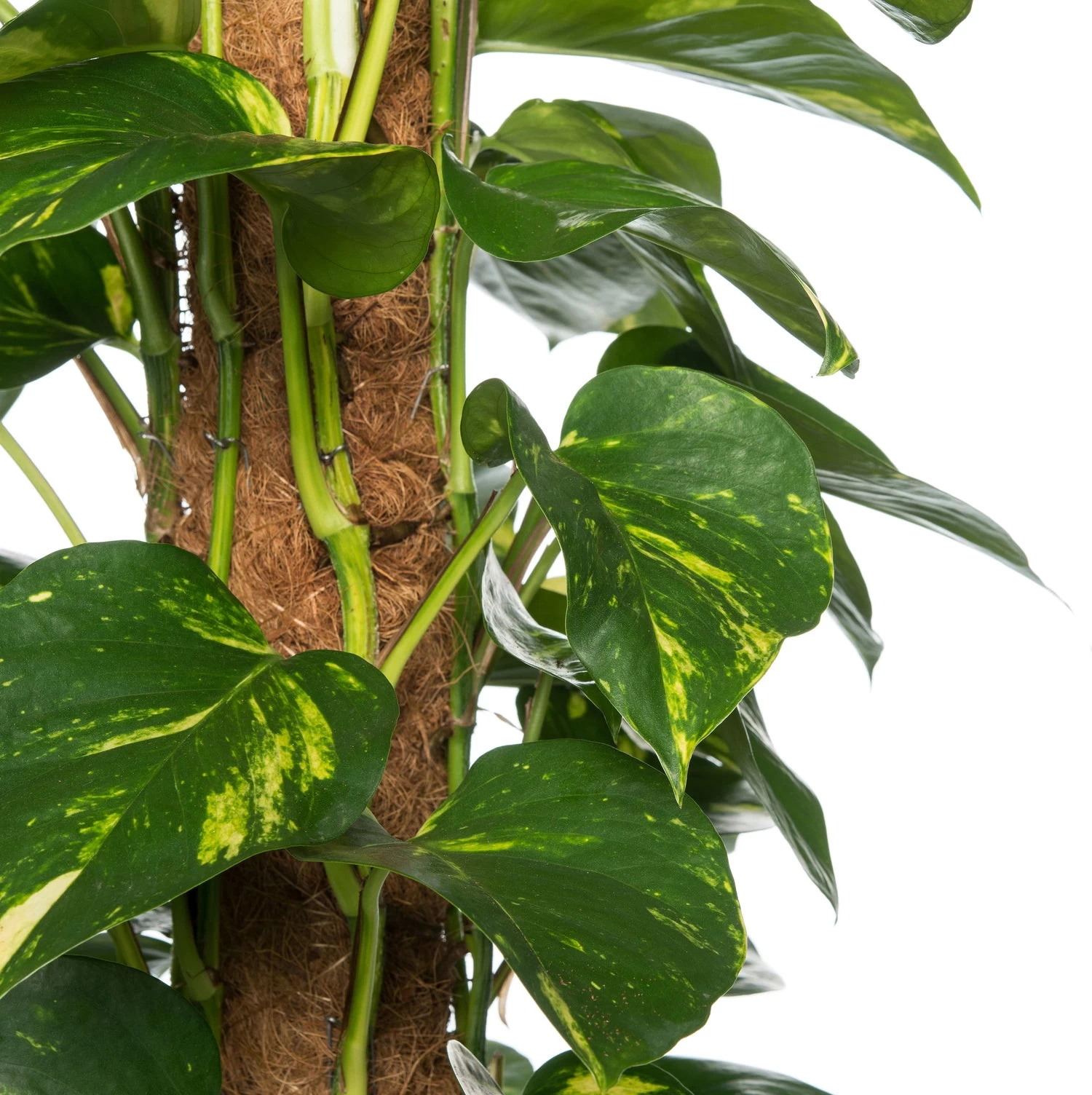 Scindapsus Op Mosstok (Epipremnum Pinnatum 'Aureum') D 27 H 150 Cm 2 Scindapsus Op Mosstok (Epipremnum Pinnatum 'Aureum') D 27 H 150 Cm - Afbeelding 2