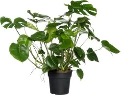 Gatenplant (Monstera Deliciosa) D 30 H 90 Cm