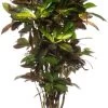 Croton (Codiaeum Variegatum 'Mrs Iceton') D 31 H 140 Cm