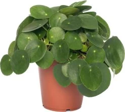 Pannenkoekenplant (Pilea Peperomoides) D 15 H 30 Cm
