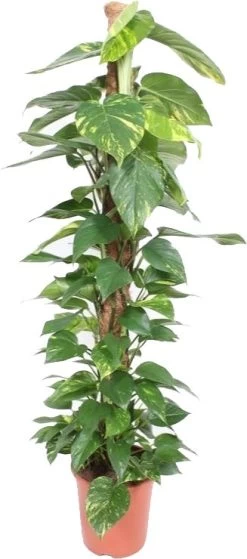 Drakenklimop Met Mosstok (Epipremnum Pinnatum 'Aureum') D 27 H 150 Cm