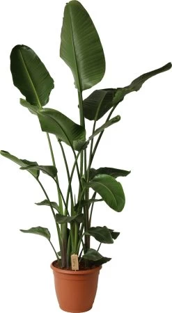 Paradijsvogelplant (Strelitzia Nicolai) D 34 H 180 Cm